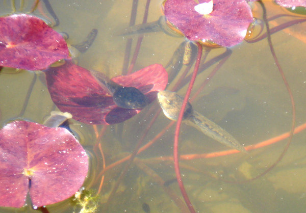 Alyte accoucheur (Alytes obstetricans) - t&ecirc;tards &copy; Alain Hiver